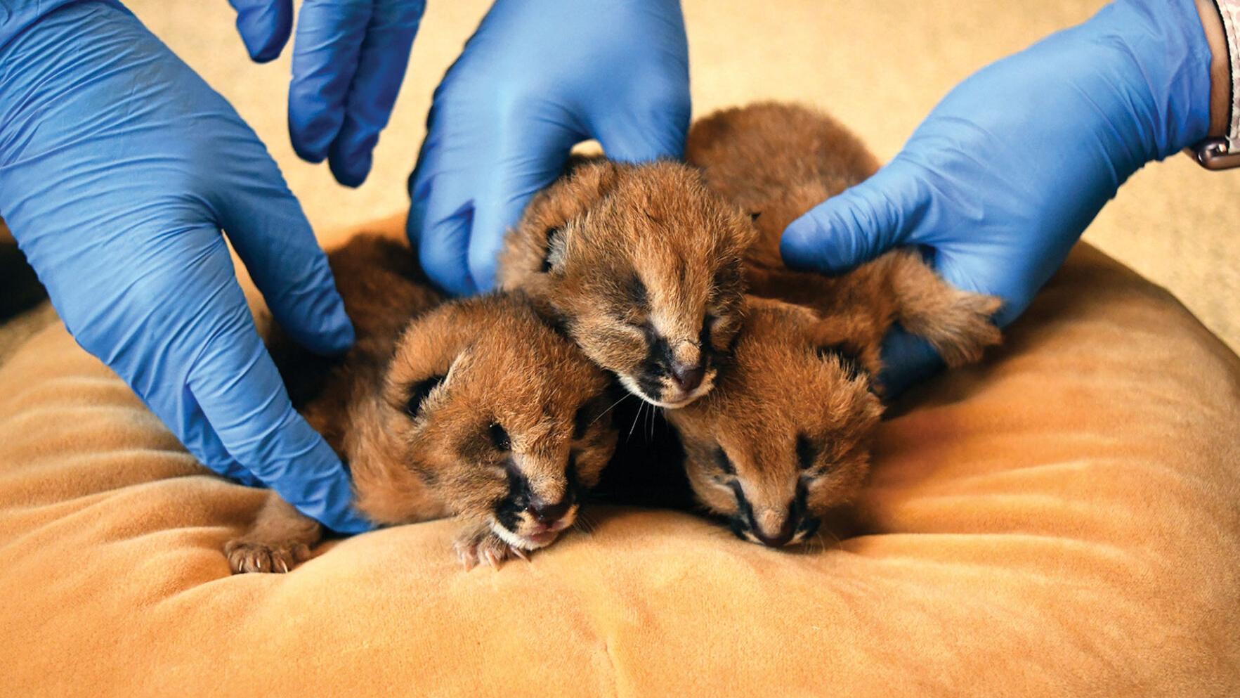 Caracal Kittens at the Nashville Zoo